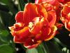 Orange flower by Tim Hgele